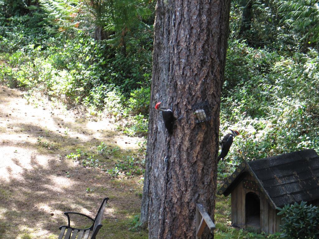 Cedar Song B&B Parksville Dış mekan fotoğraf