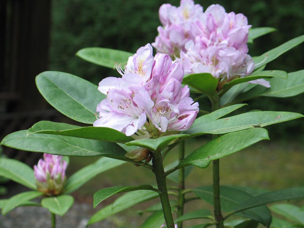 Cedar Song B&B Parksville Dış mekan fotoğraf